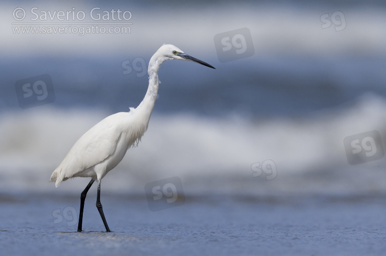 Little Egret