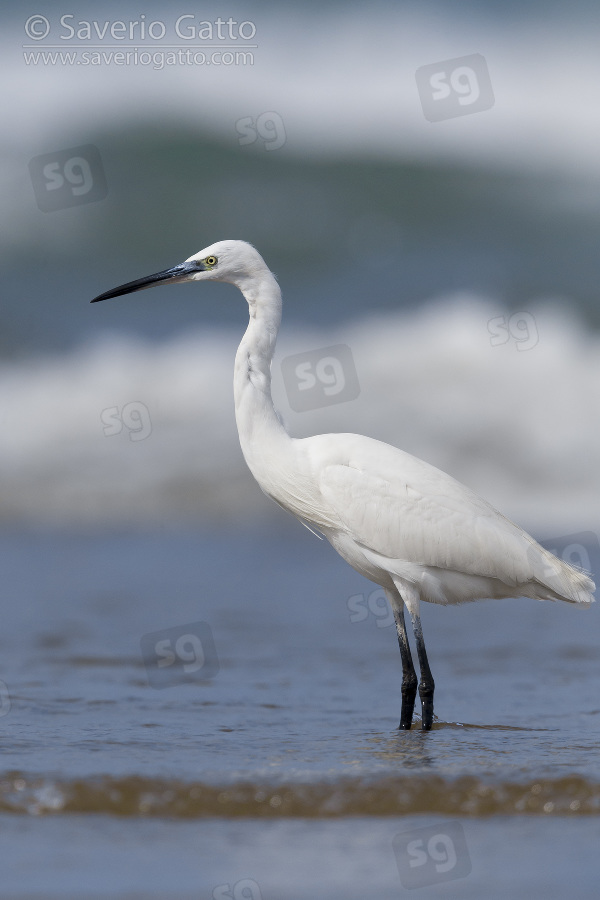 Little Egret