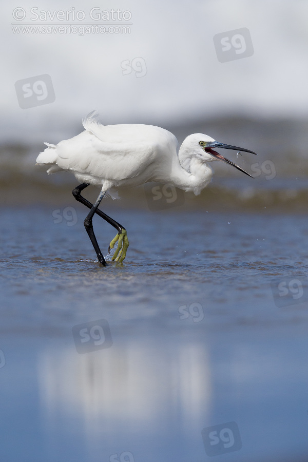 Little Egret