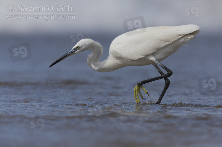 Little Egret