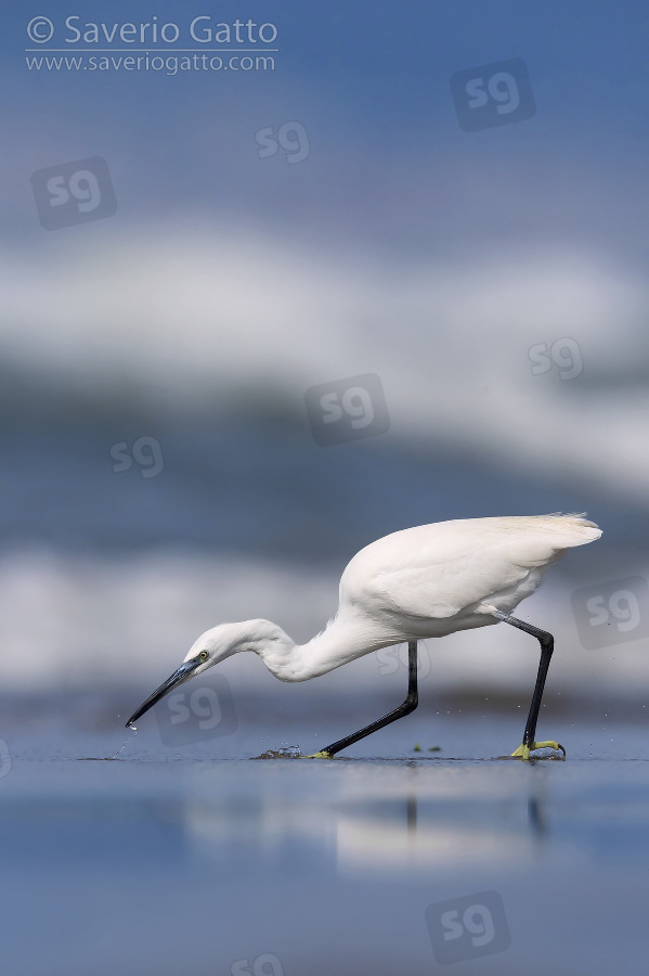 Little Egret