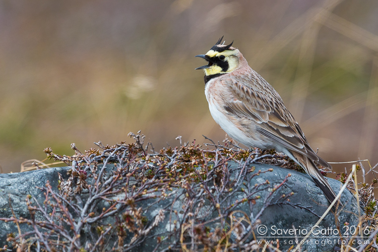 Horned Lark