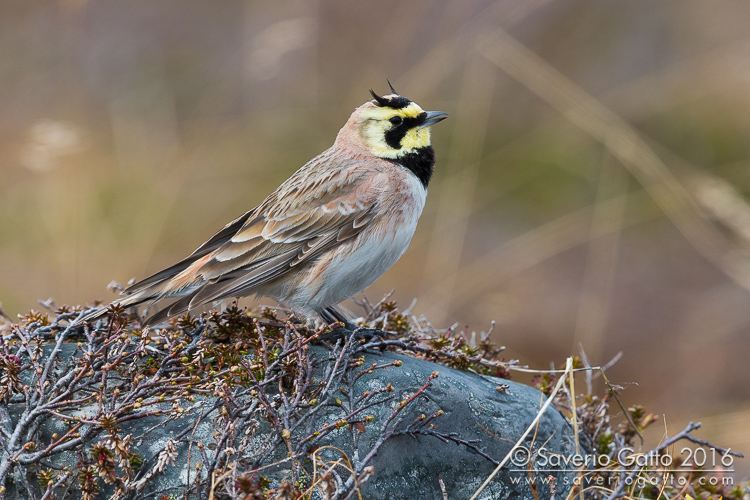 Horned Lark