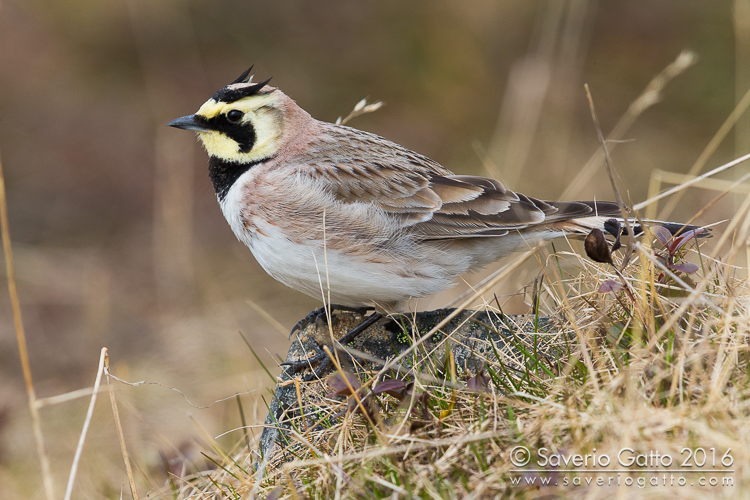 Horned Lark