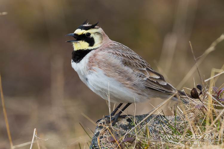 Horned Lark