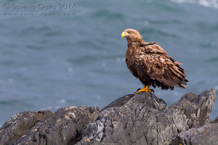 Aquila di mare