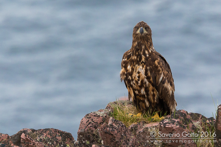 Aquila di mare