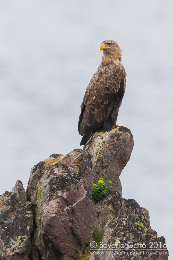 Aquila di mare