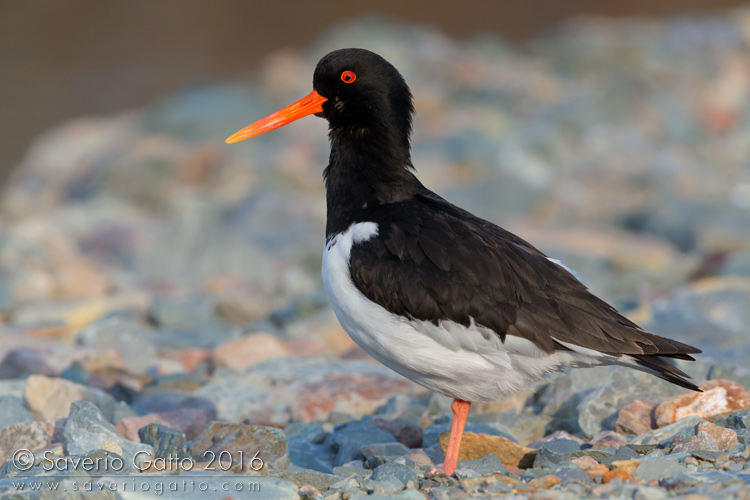 Eurasian Oystercatcher