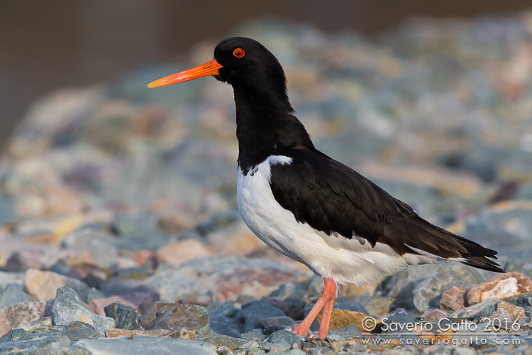 Eurasian Oystercatcher