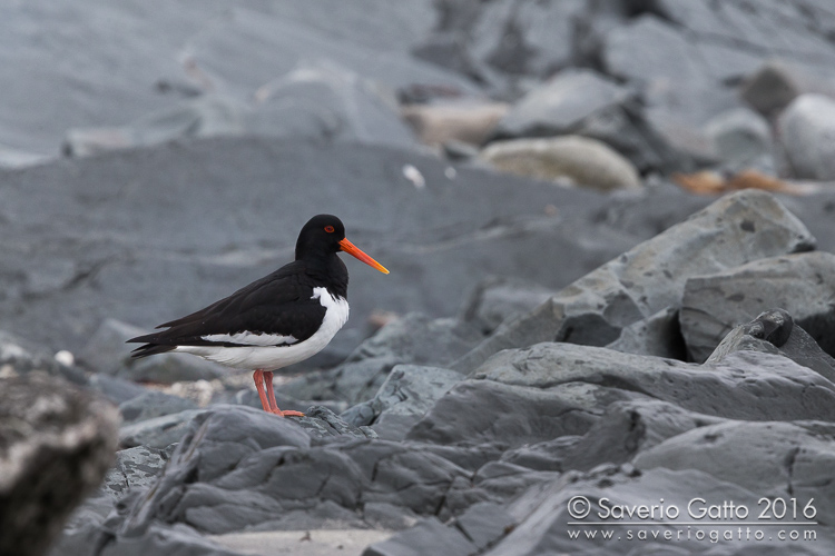 Eurasian Oystercatcher