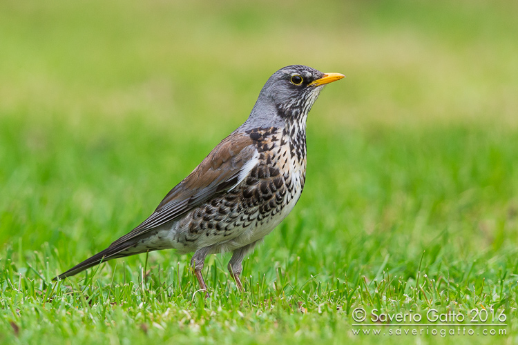 Fieldfare