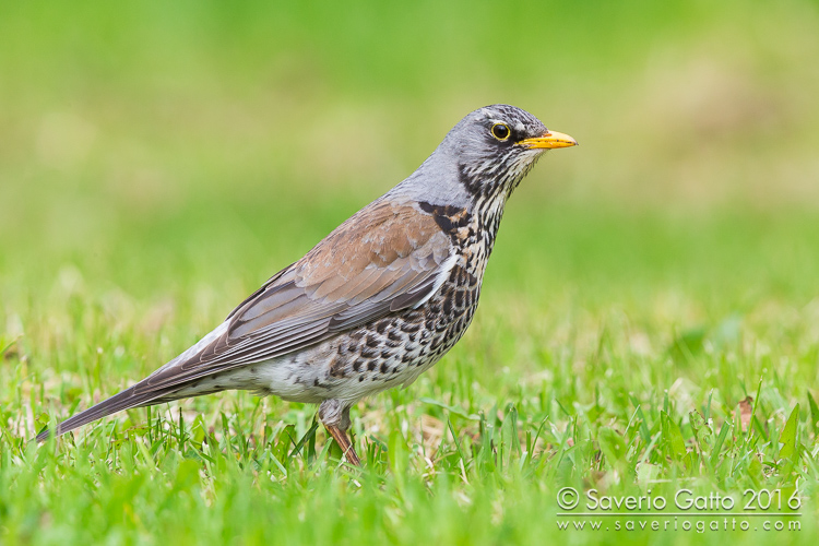 Fieldfare