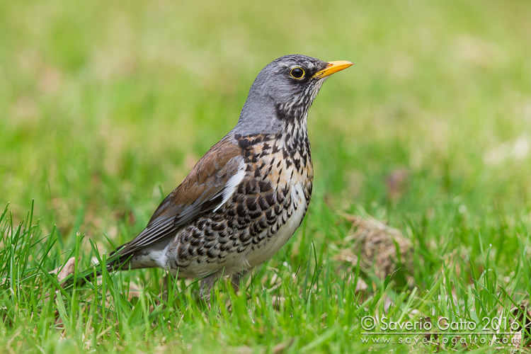 Fieldfare