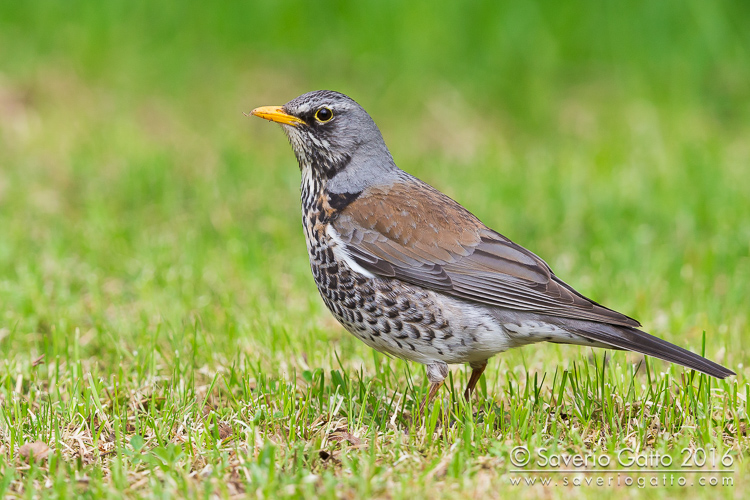 Fieldfare