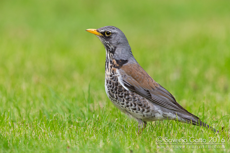 Fieldfare