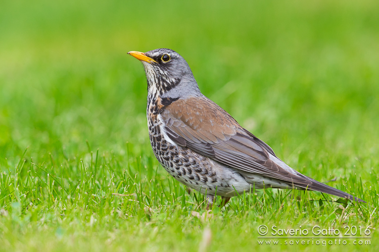 Fieldfare