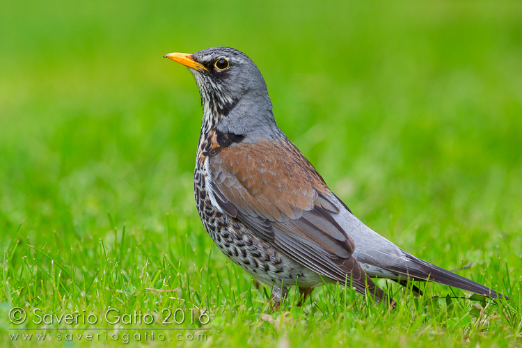 Fieldfare