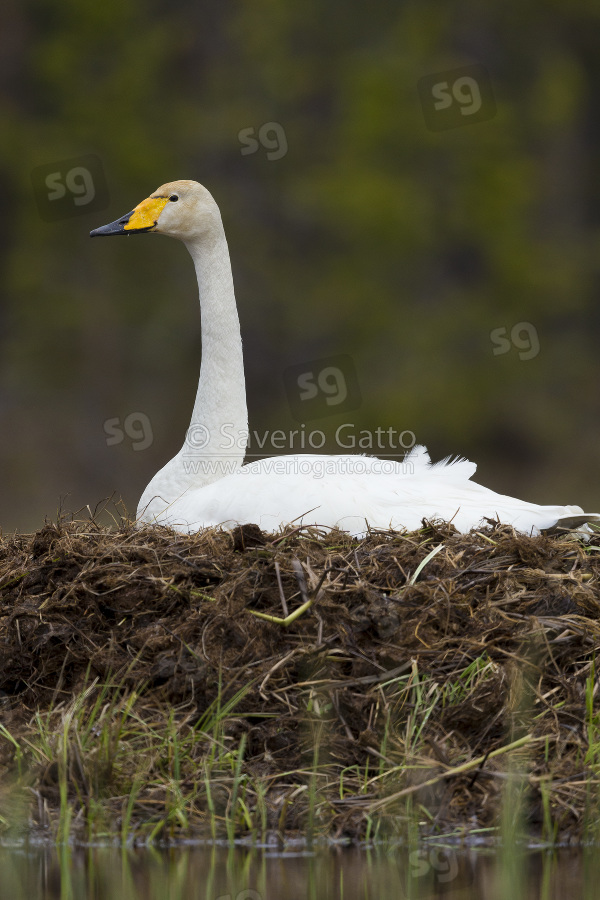 Cigno selvatico