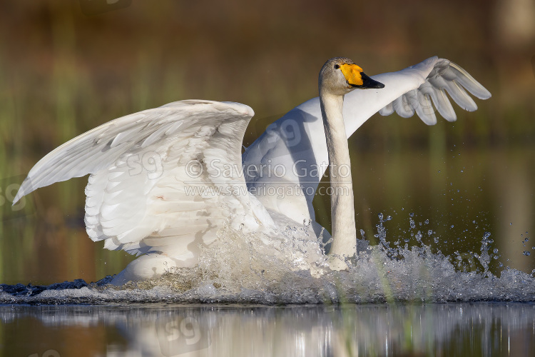 Cigno selvatico