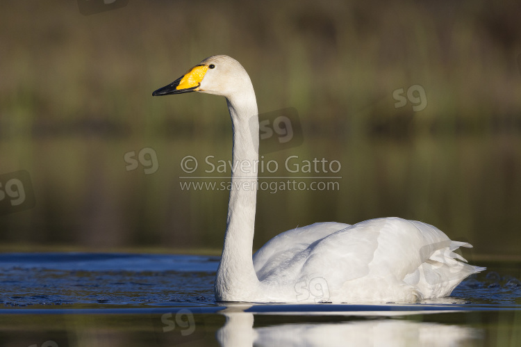 Cigno selvatico