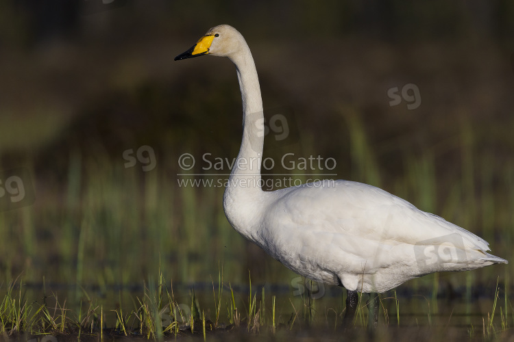 Cigno selvatico