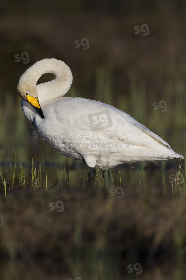 Whooper Swan