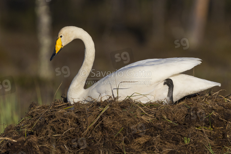 Cigno selvatico