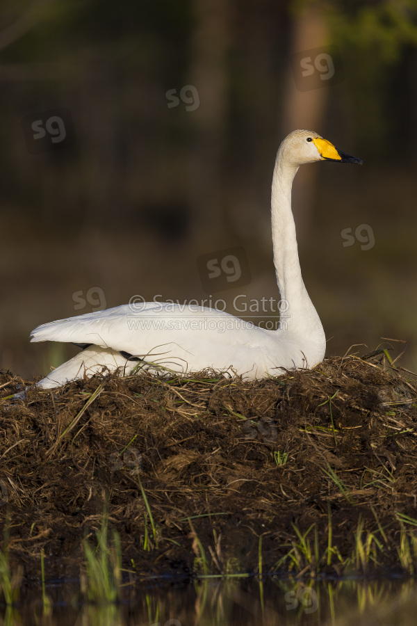 Cigno selvatico