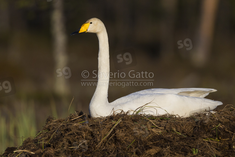 Cigno selvatico