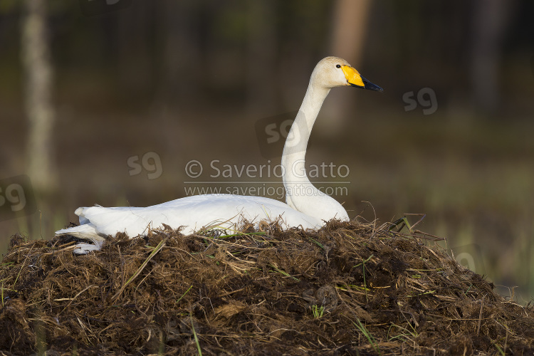 Cigno selvatico