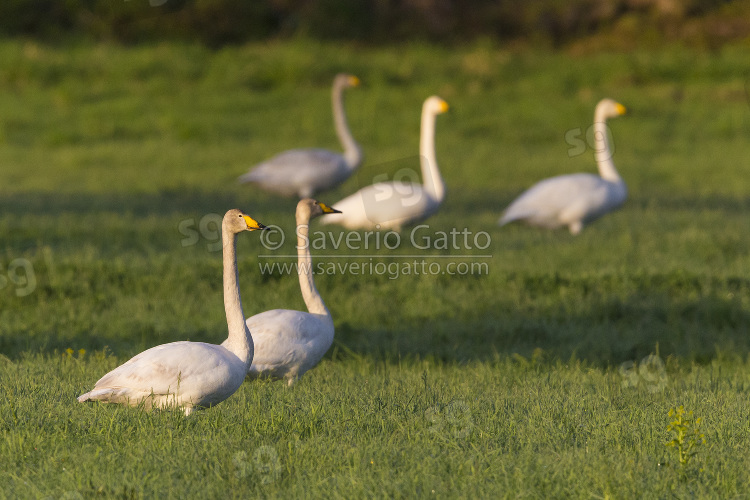 Cigno selvatico