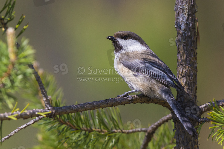 Grey-headed Chickadee