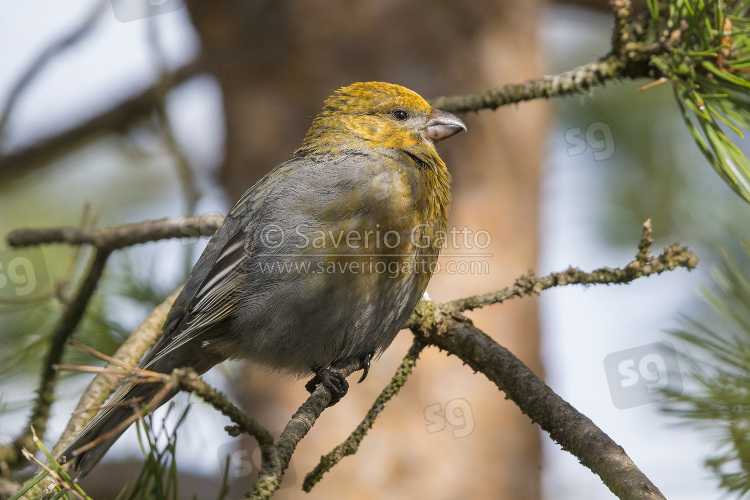 Pine Grosbeak