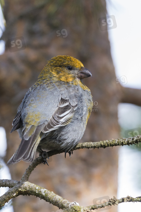 Pine Grosbeak