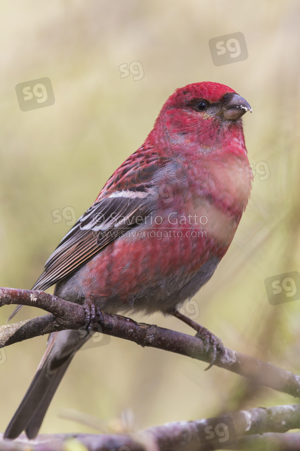 Pine Grosbeak