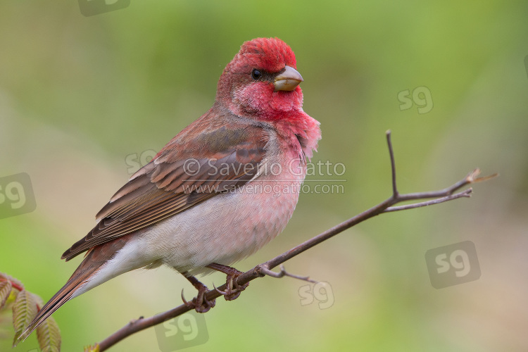 Common Rosefinch