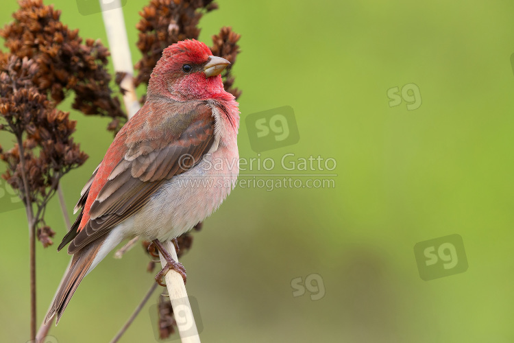 Ciuffolotto scarlatto