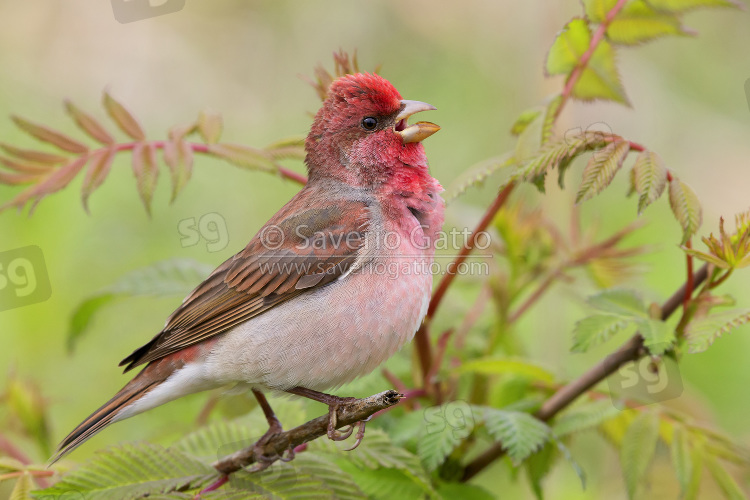 Common Rosefinch