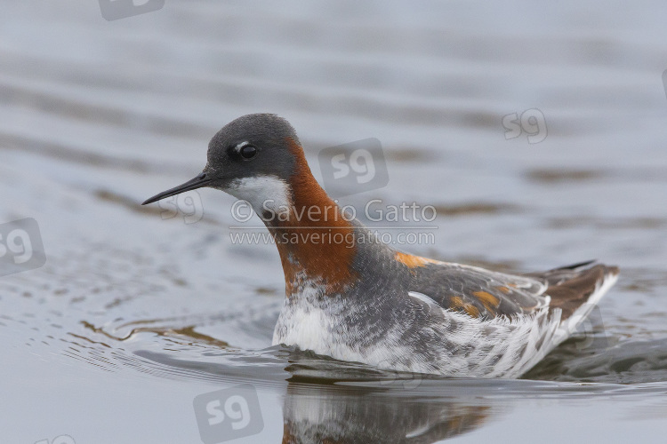 Red-necked Phalarope