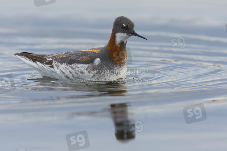 Red-necked Phalarope