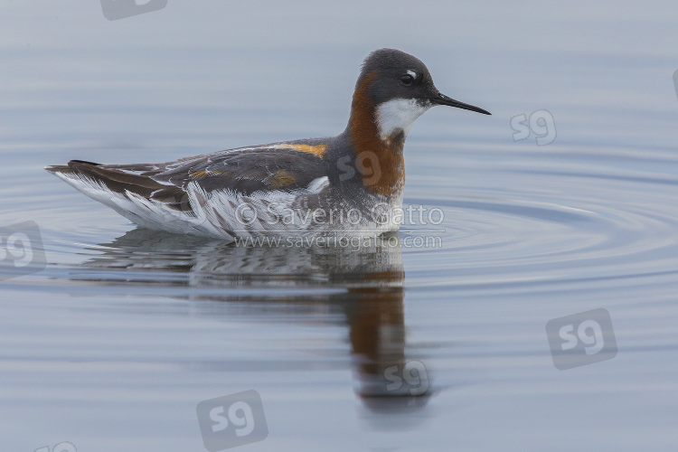 Red-necked Phalarope