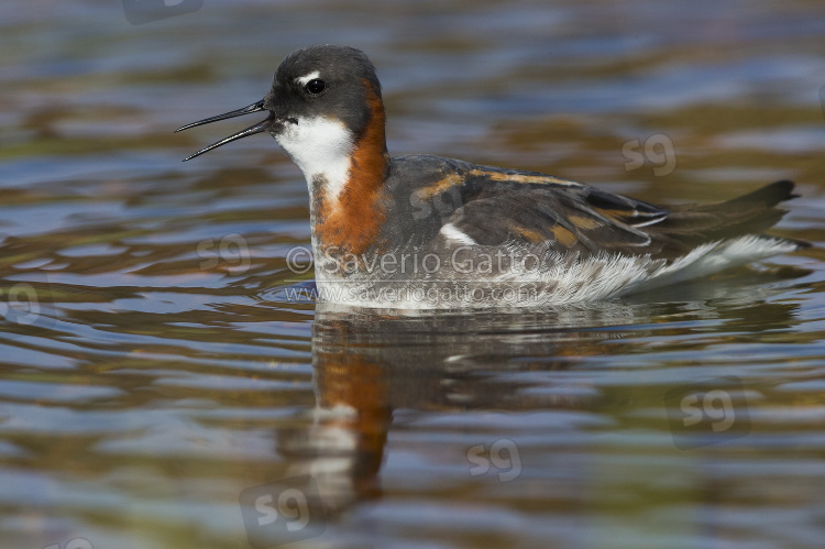 Red-necked Phalarope