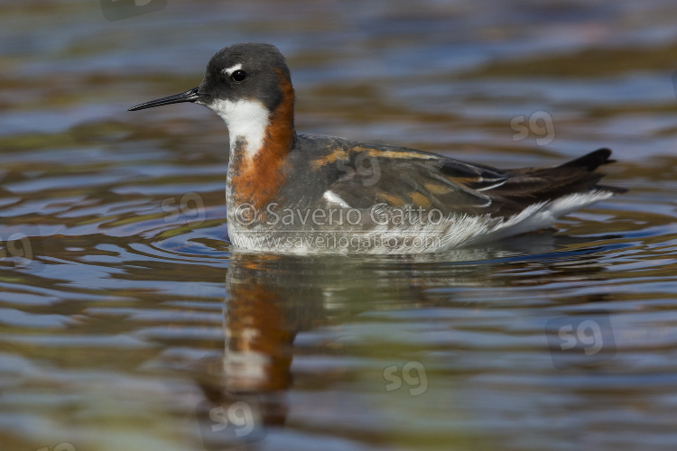 Red-necked Phalarope