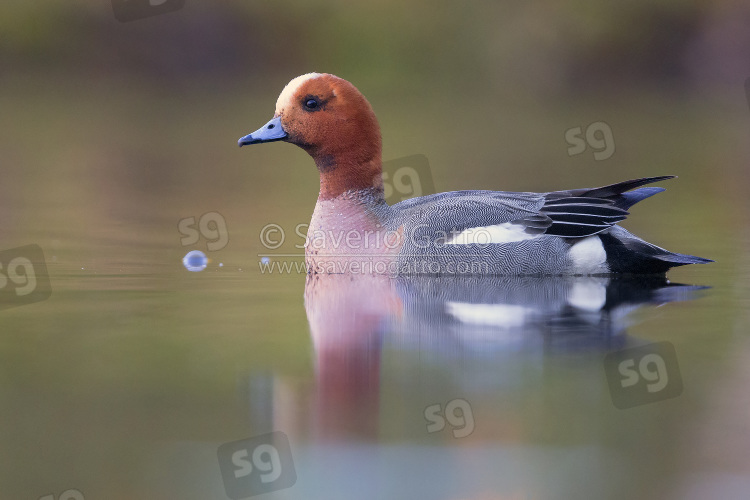 Eurasian Wigeon