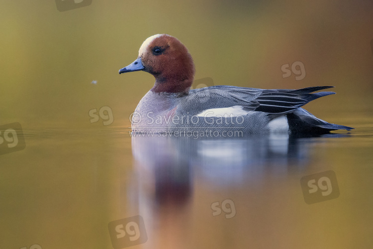 Eurasian Wigeon