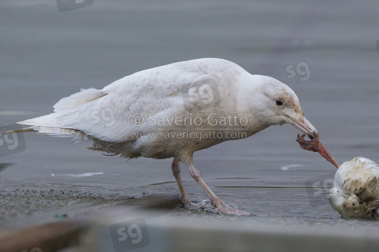 Glaucous Gull