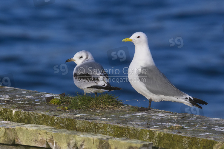 Black-legged Kittiwake