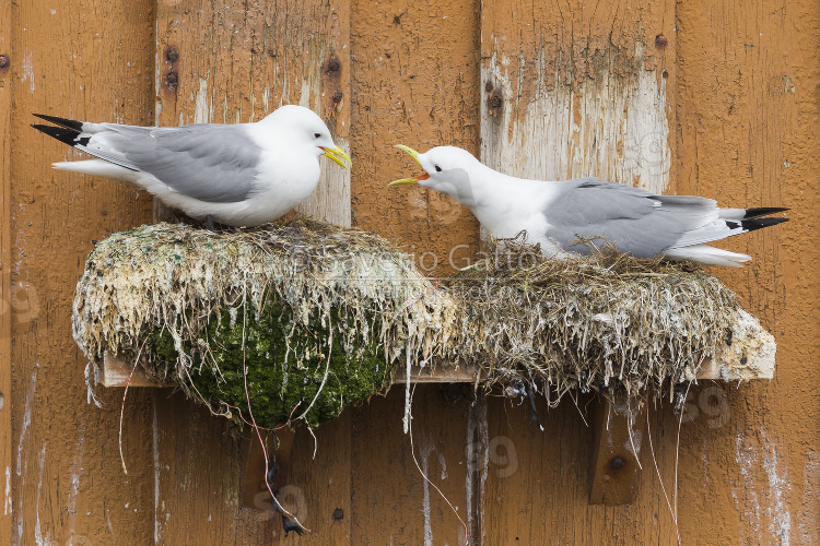 Black-legged Kittiwake