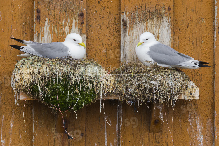 Black-legged Kittiwake